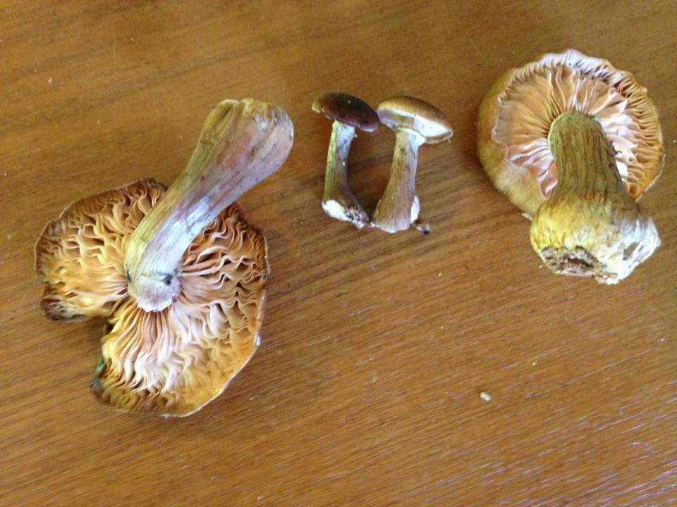 Mortierella armillariicola image