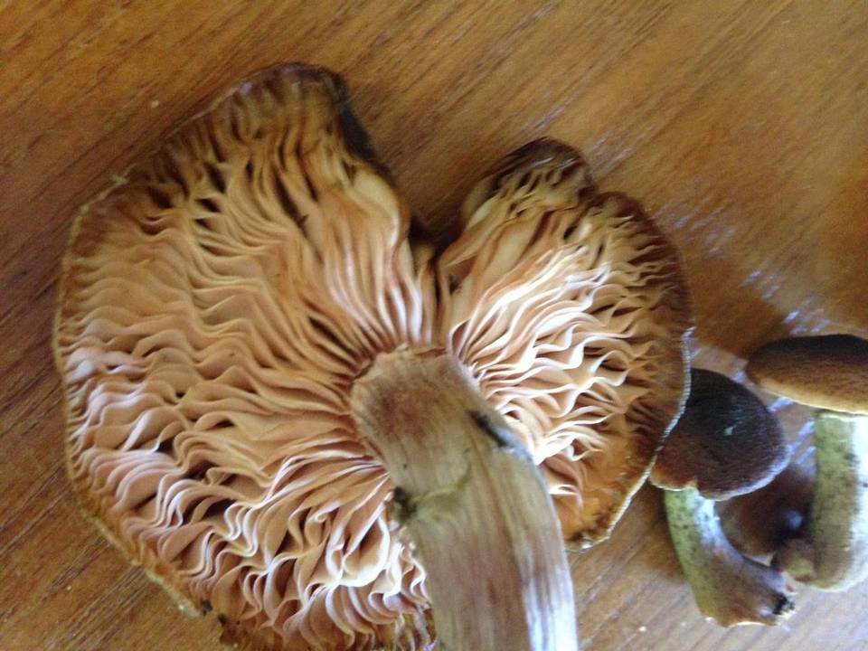 Mortierella armillariicola image