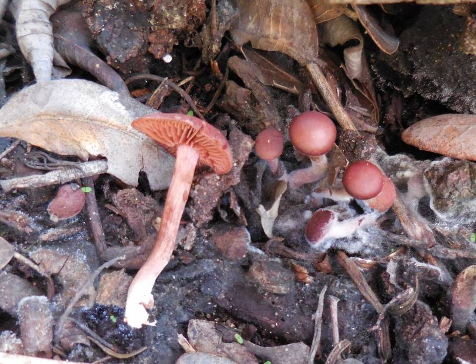 Tubaria vinicolor image