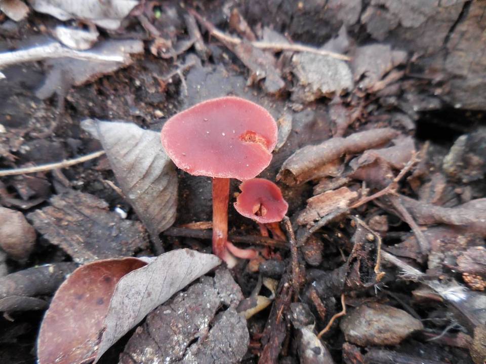 Tubaria vinicolor image
