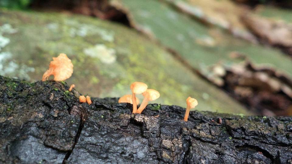 Favolaschia thwaitesii image