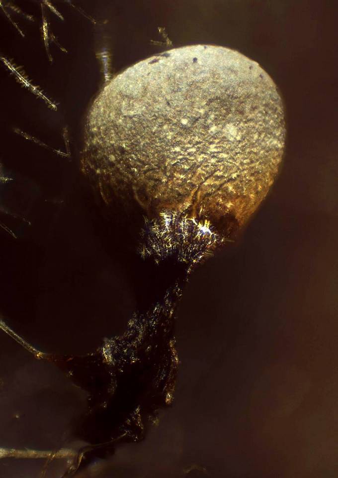 Craterium leucocephalum var. leucocephalum image