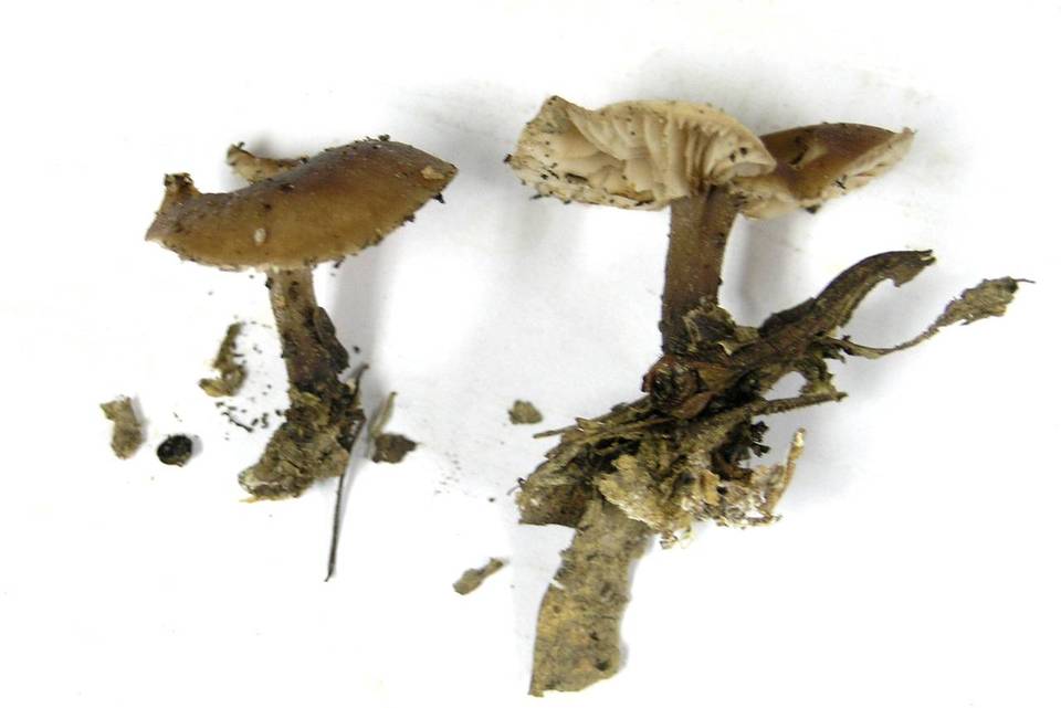 Gymnopus nivalis image