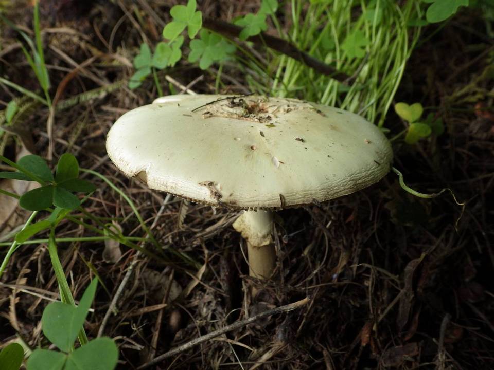 Amanita citrina var. citrina image