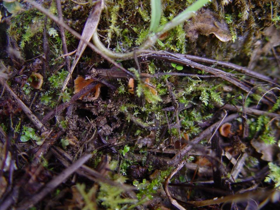 Pustularia patavina image