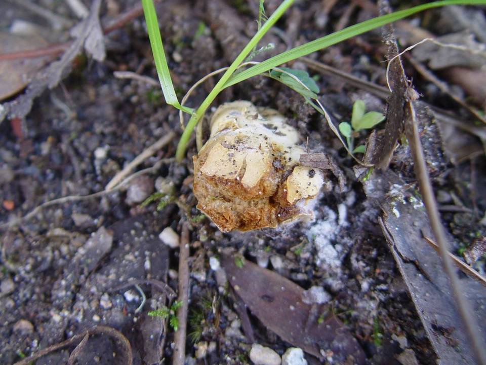 Descomyces albus image