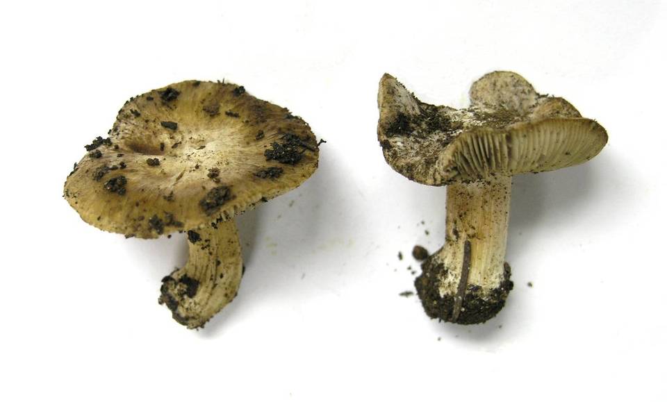 Inocybe bakeri image