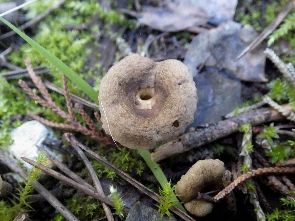 Camarophyllopsis phaeophylla image