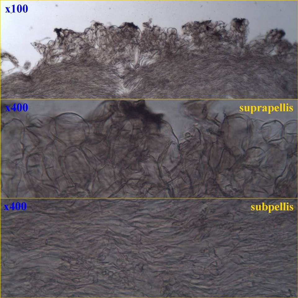 Camarophyllopsis phaeophylla image