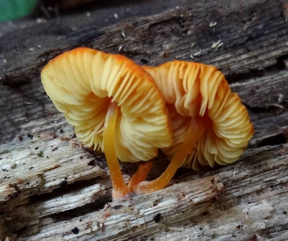 Pluteus rubrotomentosus image