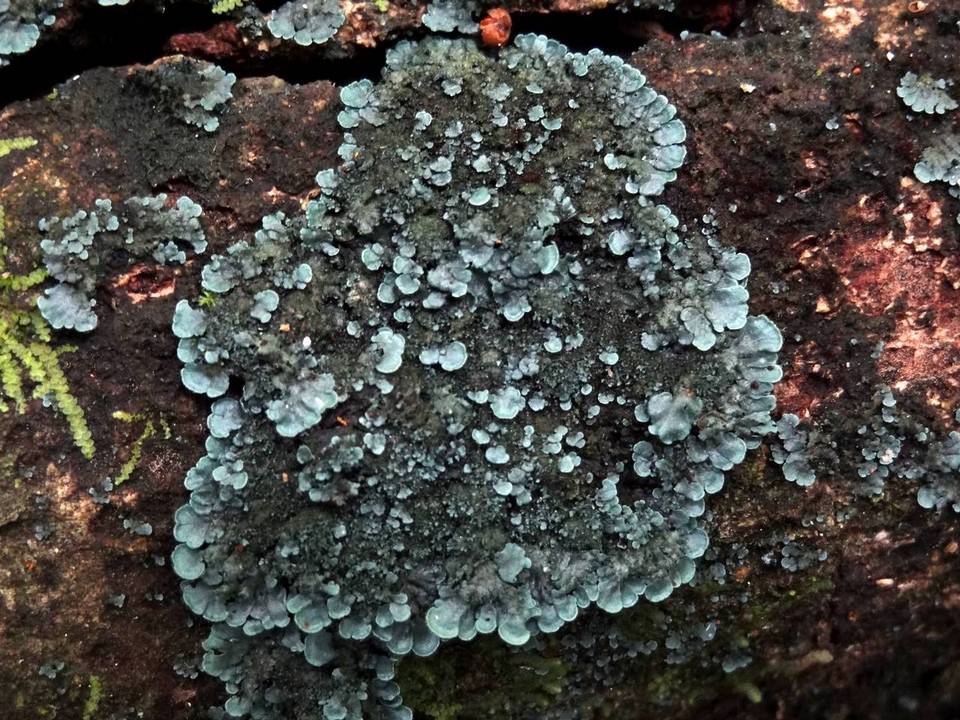 Coccocarpia pellita image