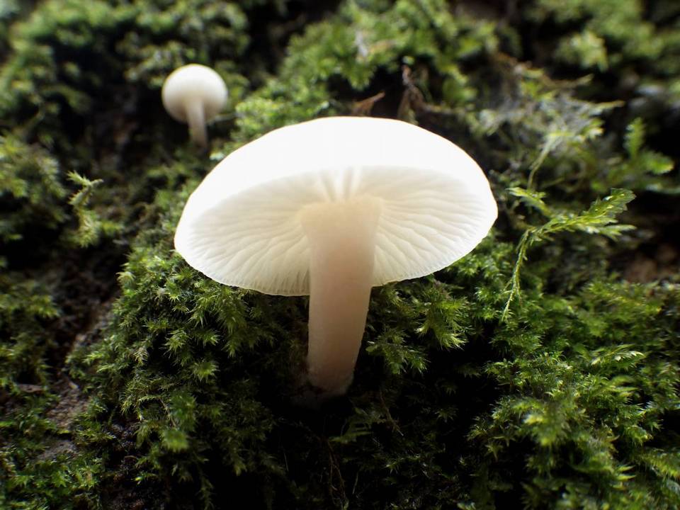 Clitocybe houghtonii image