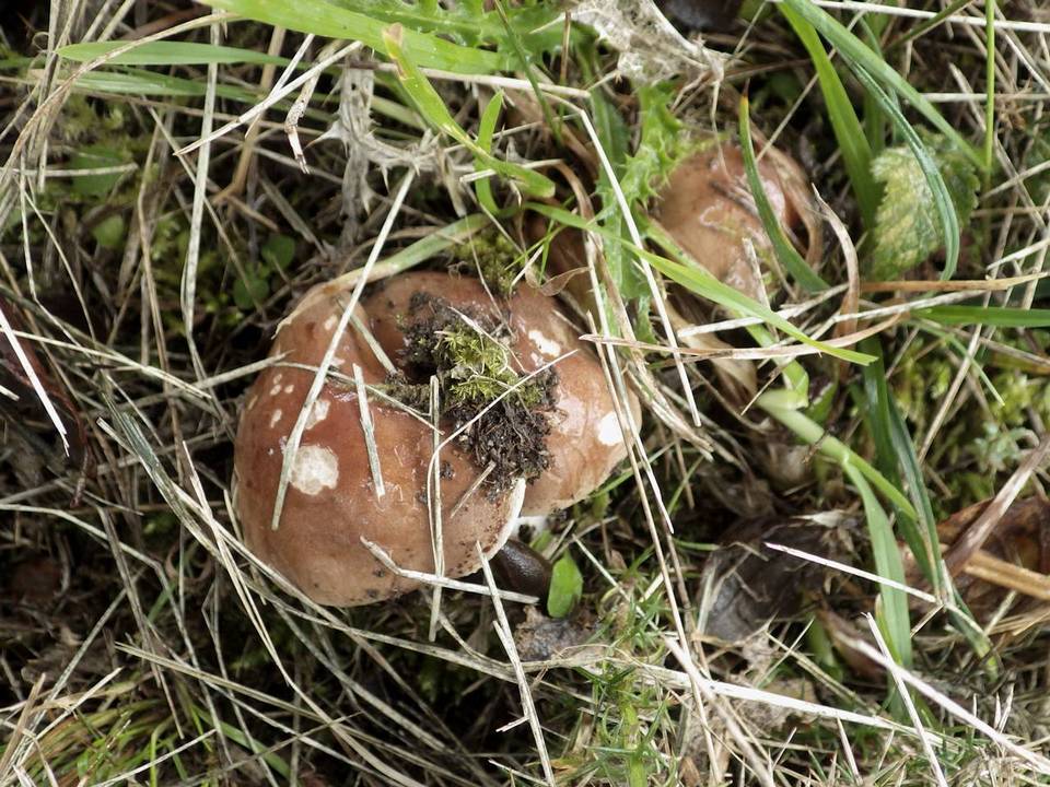 Hebeloma sinapizans image