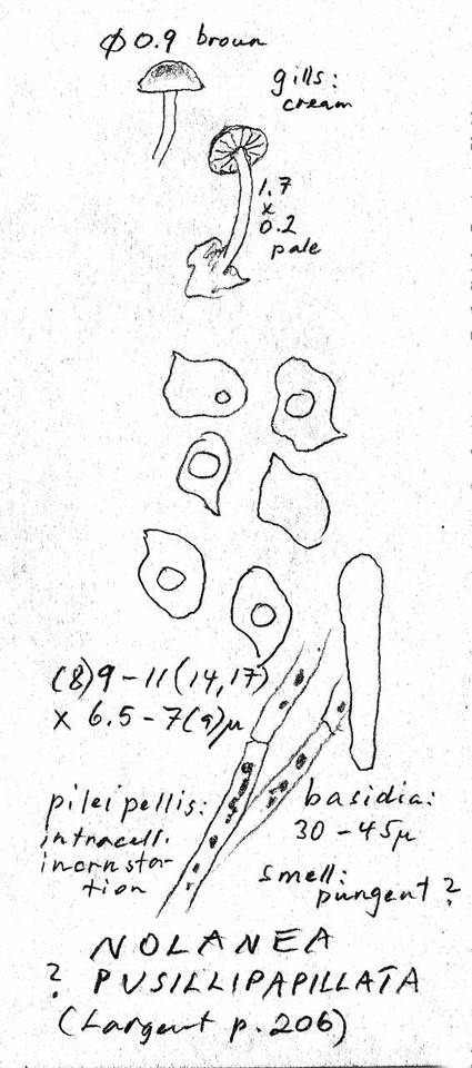Nolanea pusillipapillata image