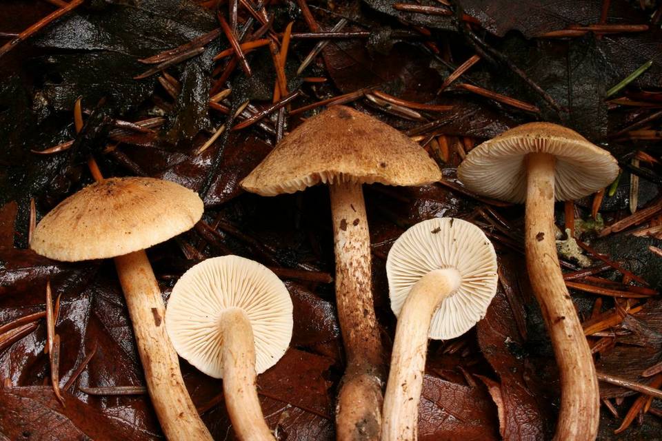 Tricholoma aurantio-olivaceum image