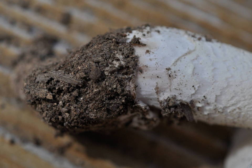 Amanita alpinicola image