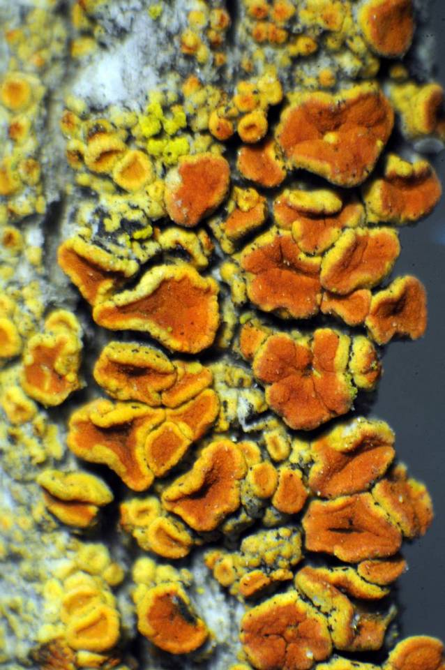 Caloplaca stipitata image
