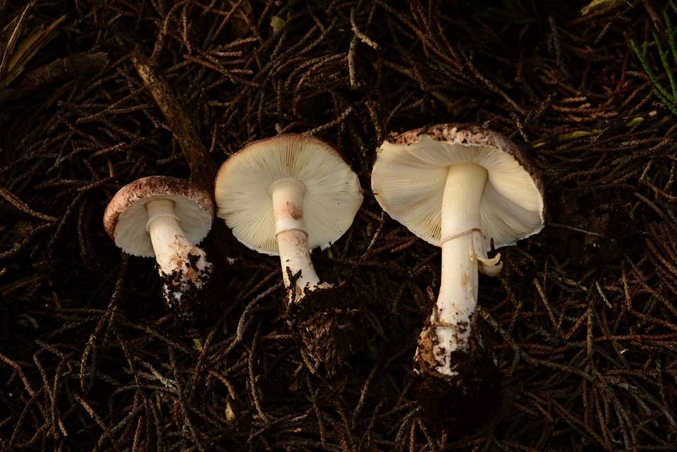 Leucoagaricus cupresseus image