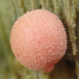 Lycogala epidendrum image