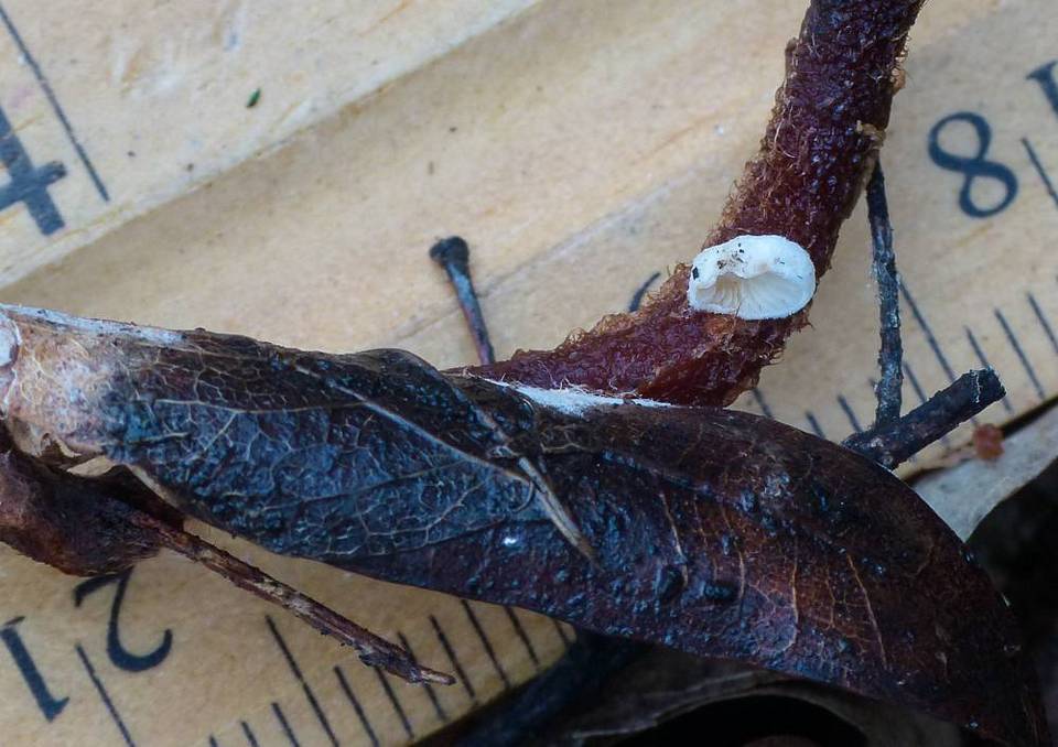 Crepidotus vulgaris image