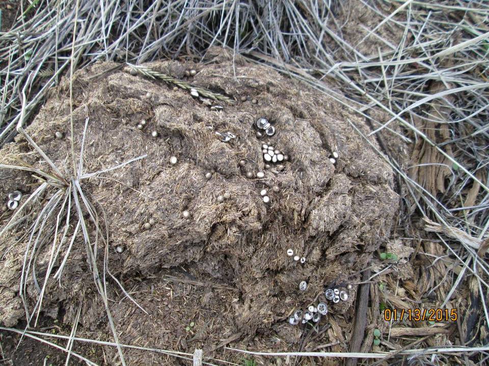 Cyathus pygmaeus image