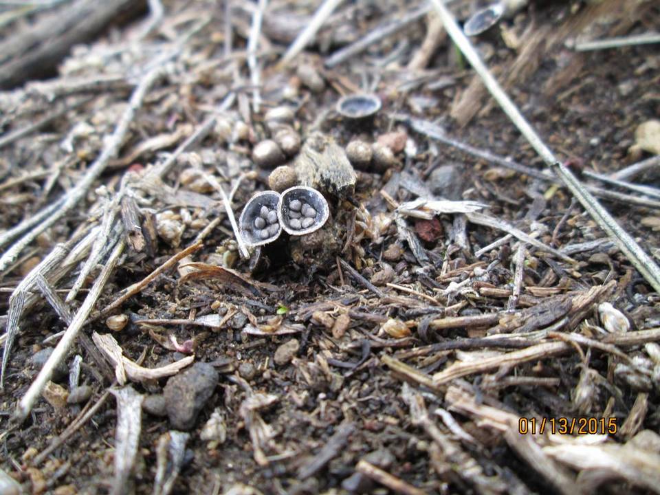 Cyathus pygmaeus image