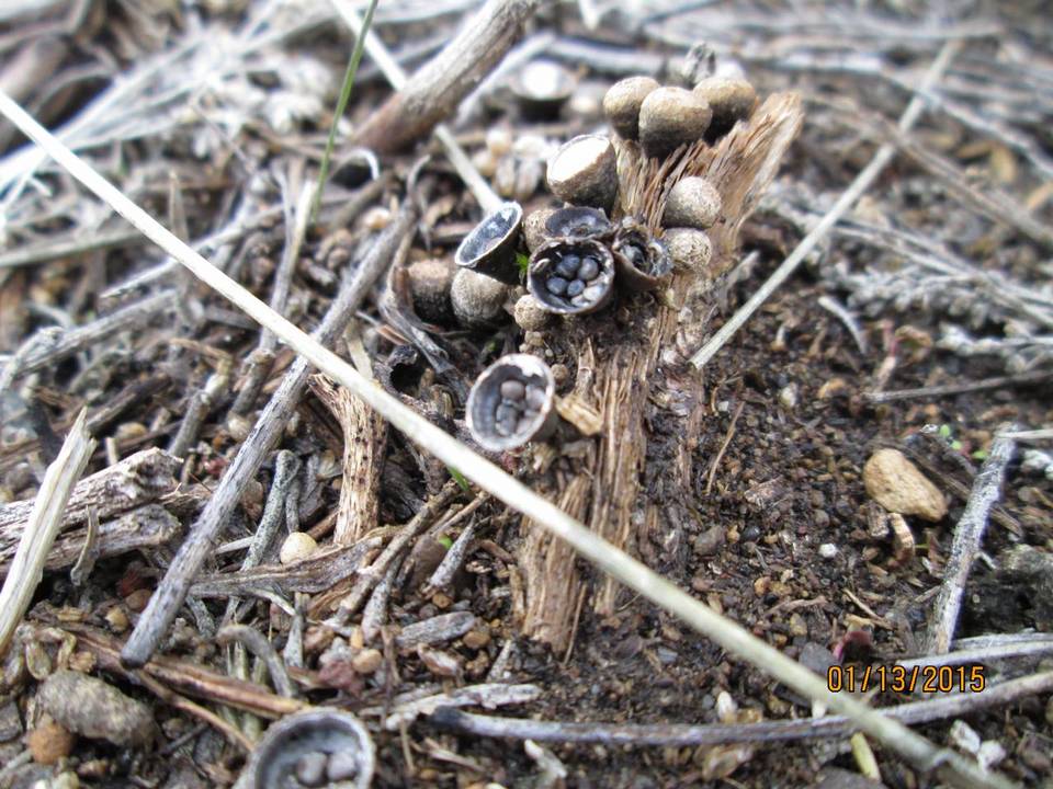 Cyathus pygmaeus image