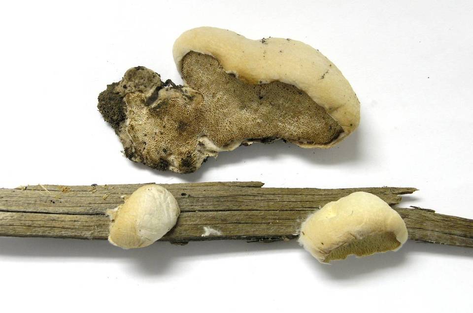 Oligoporus leucospongia image