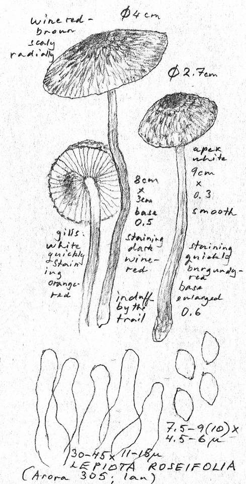 Lepiota roseifolia image