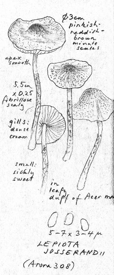 Lepiota josserandii image