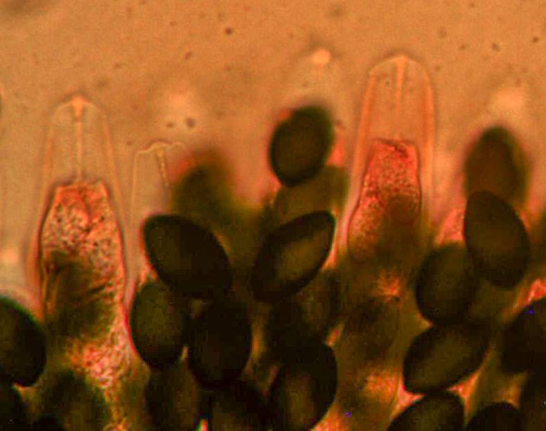 Schizothecium hispidulum image