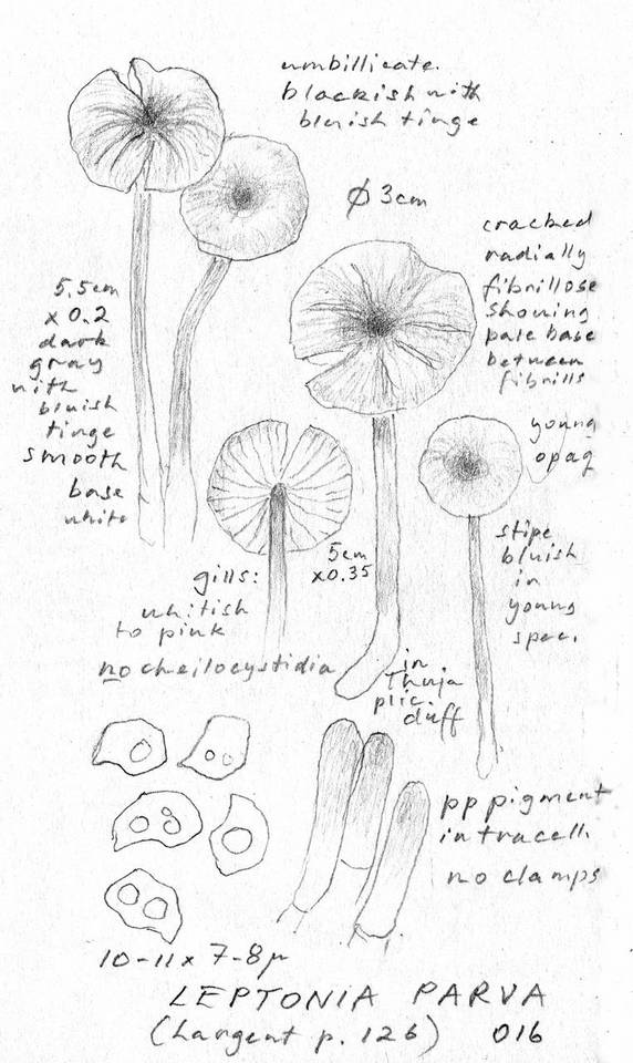 Leptonia parva image