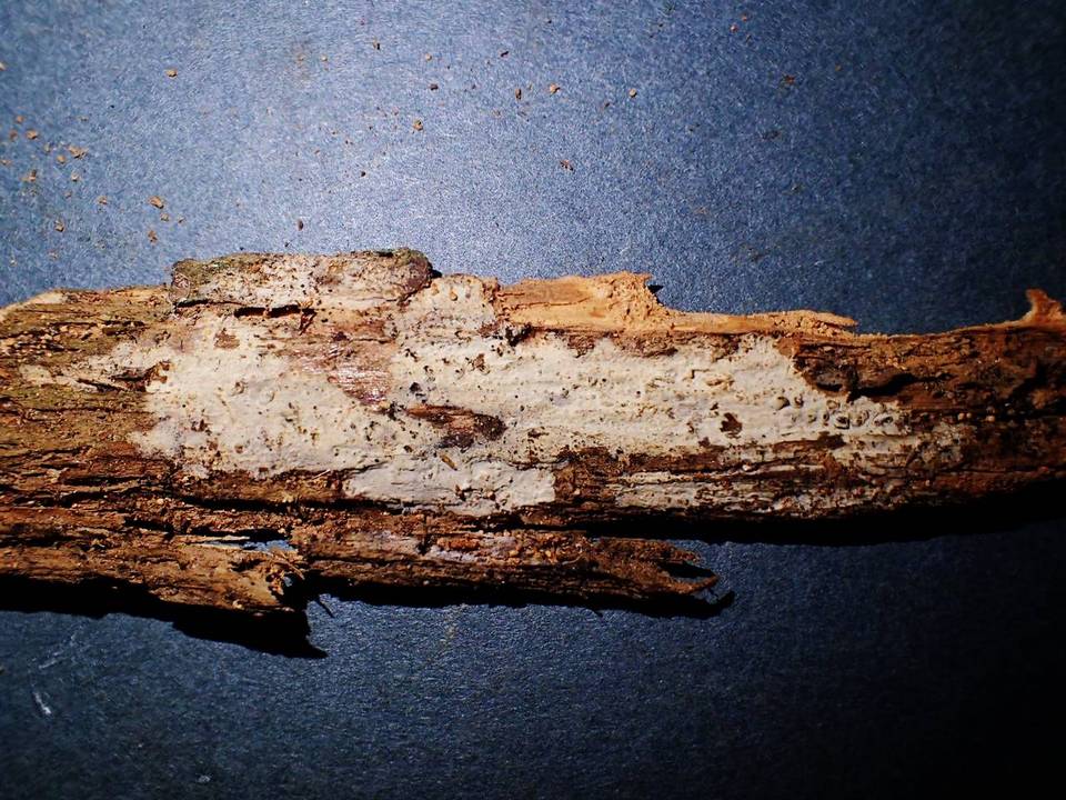 Aphanobasidium pseudotsugae image
