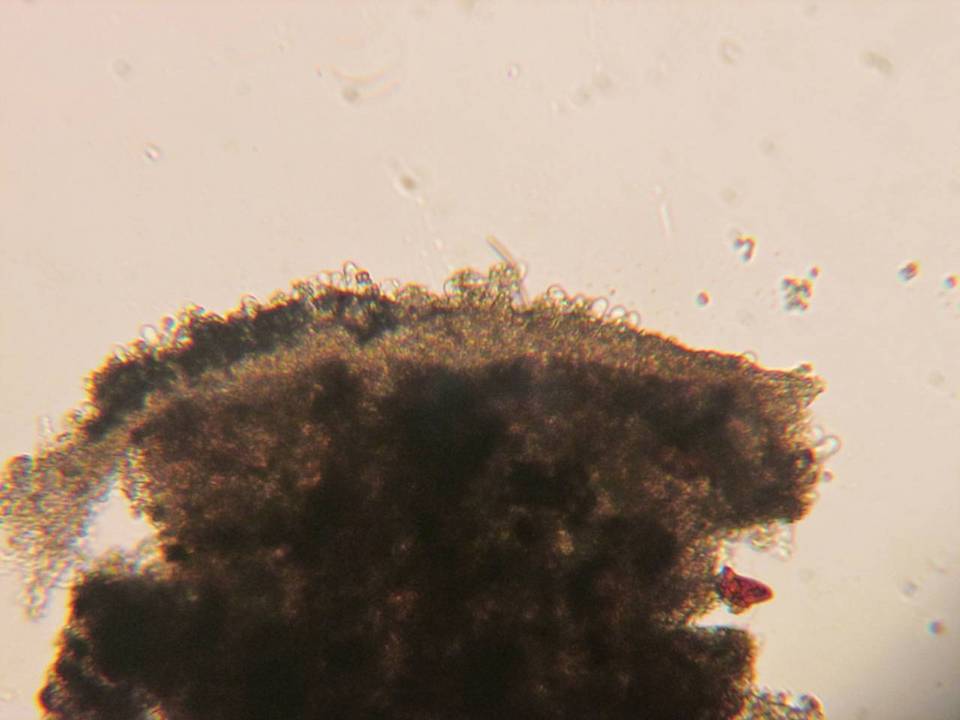 Aphanobasidium pseudotsugae image