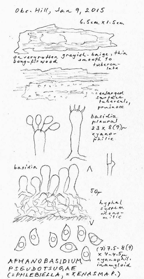 Aphanobasidium pseudotsugae image