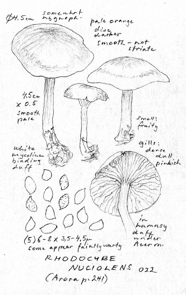 Rhodocybe nuciolens image