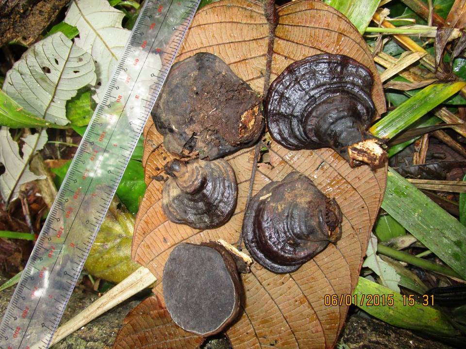 Ganoderma orbiforme image