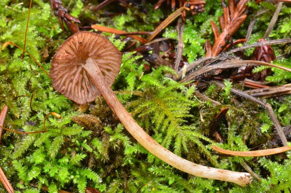 Entoloma cystomarginatum image