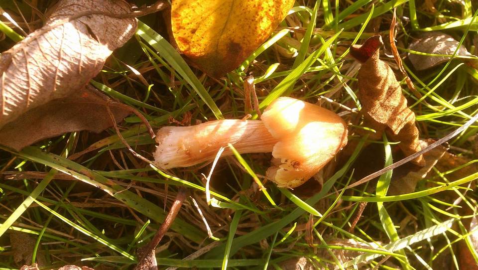 Hygrocybe intermedia image