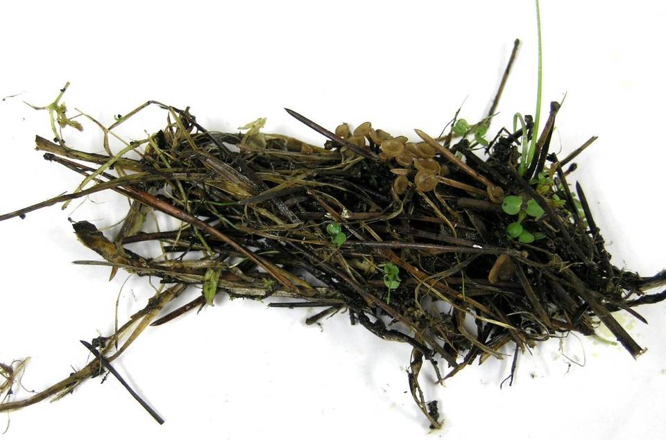 Sclerotinia veratri image