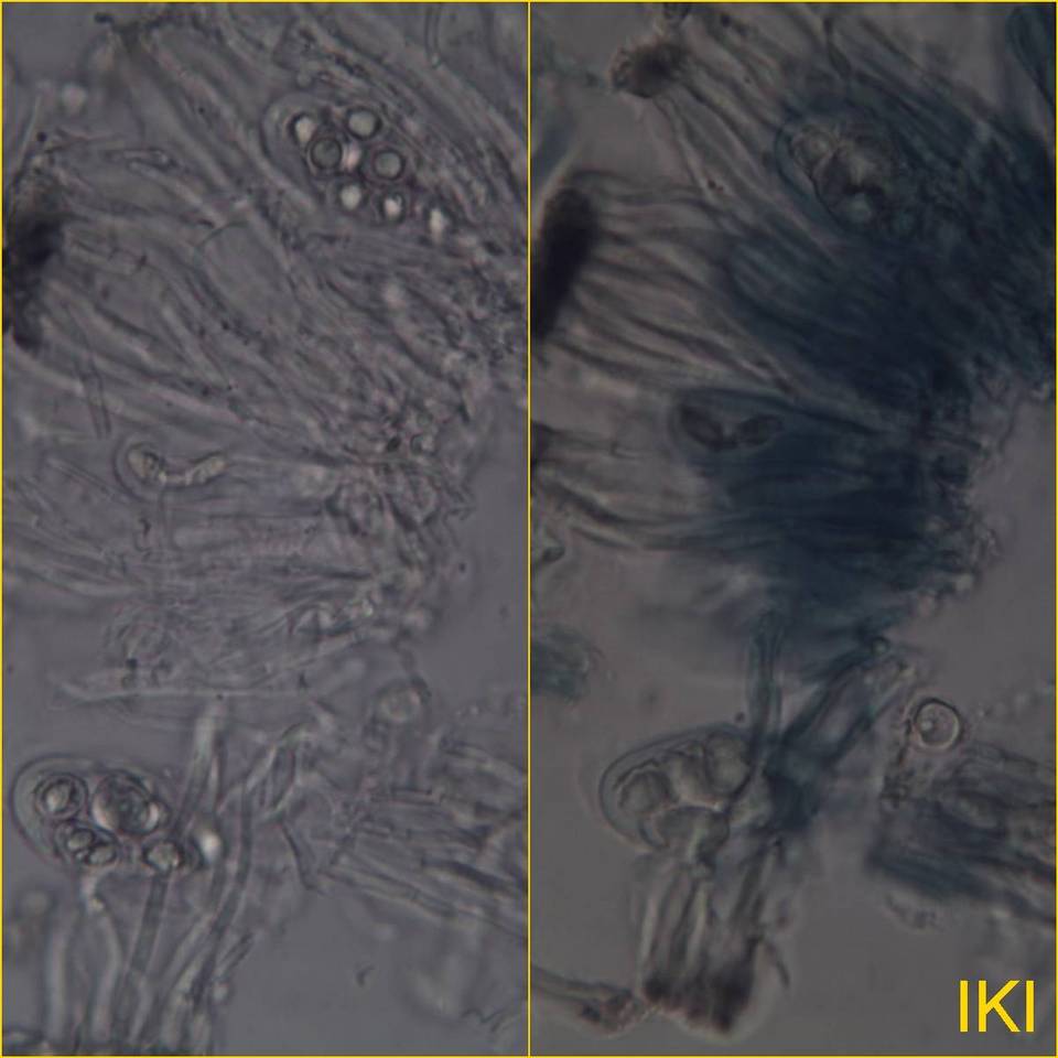 Staurolemma omphalarioides image
