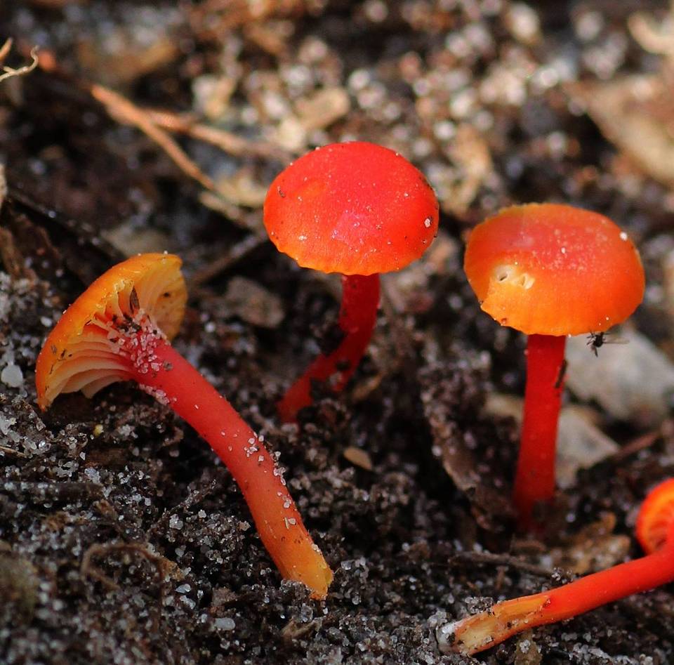 Hygrocybe subminutula image