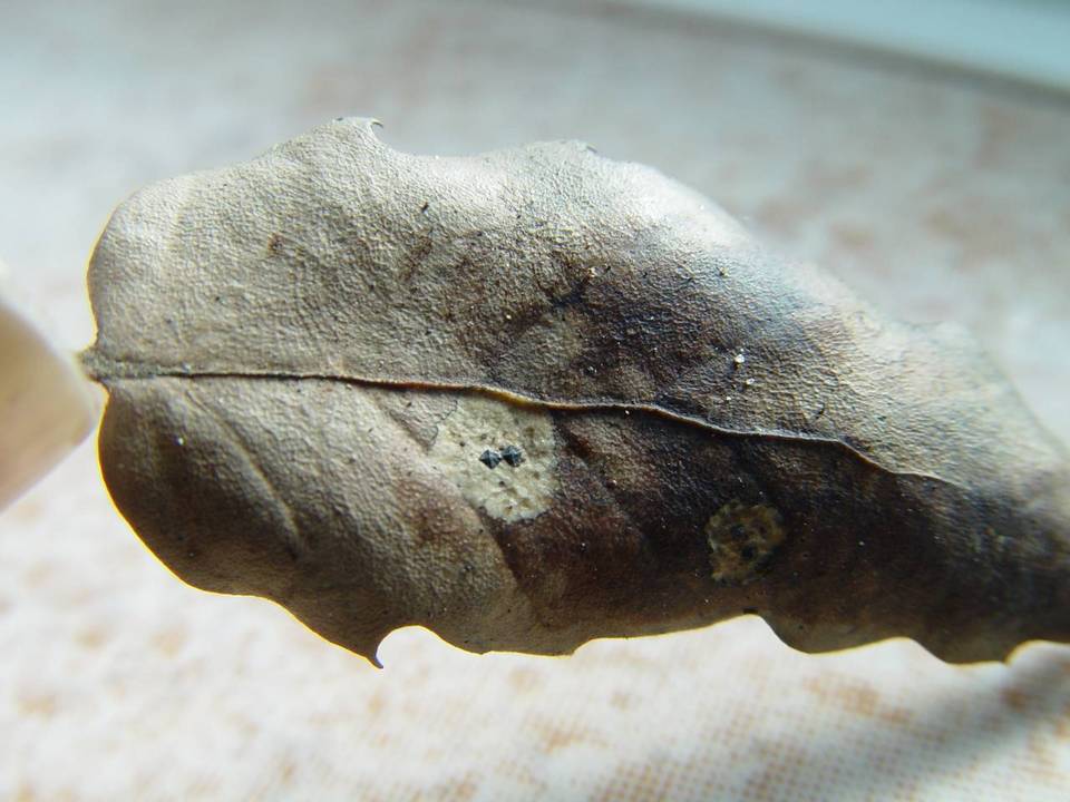 Coccomyces delta image