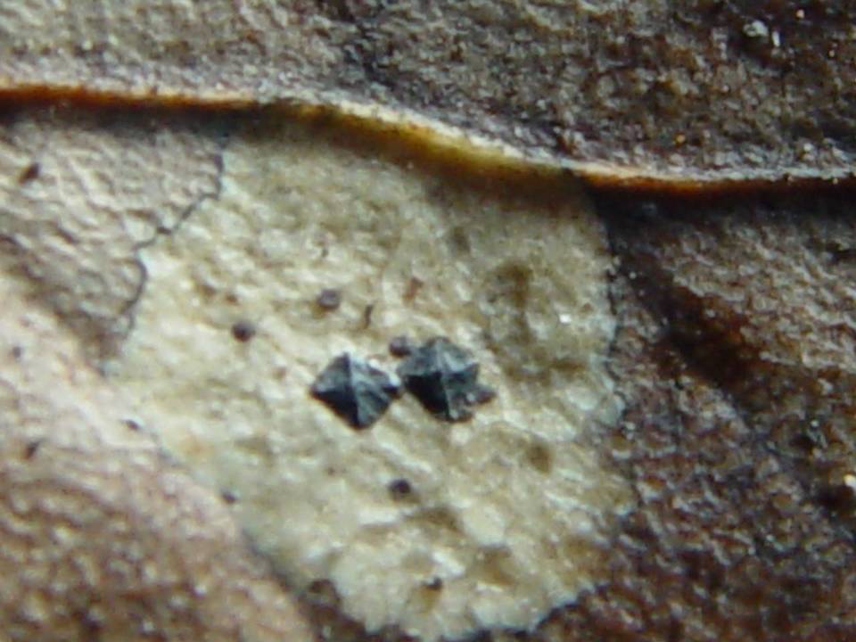 Coccomyces delta image