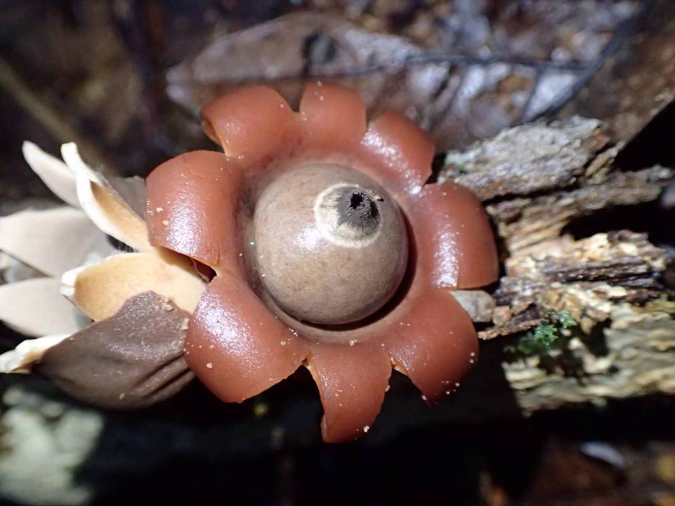 Geastrum javanicum image