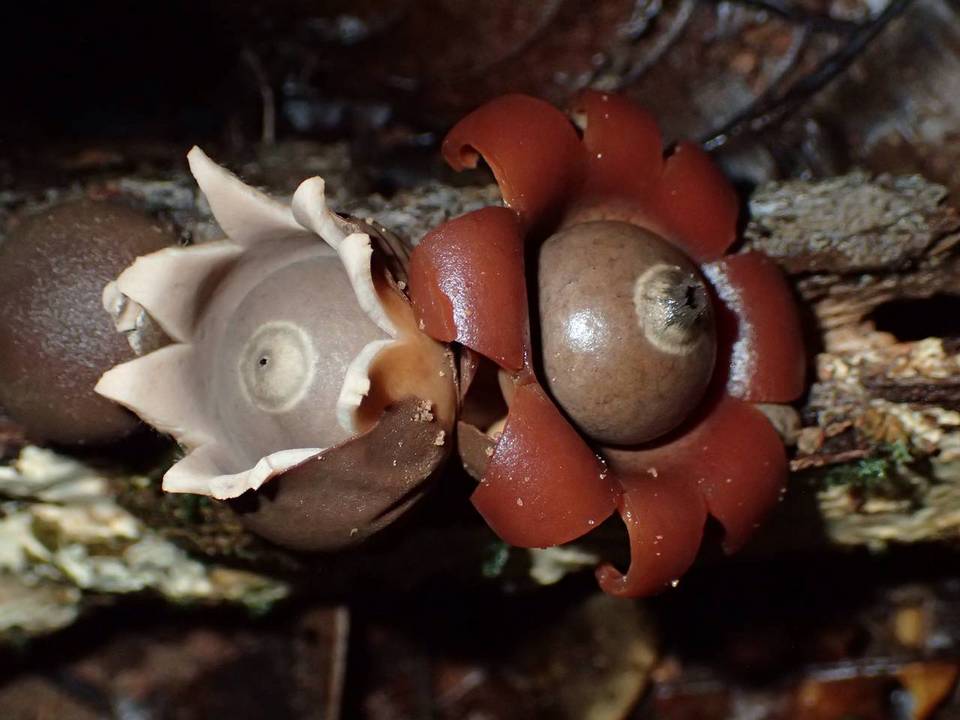 Geastrum javanicum image