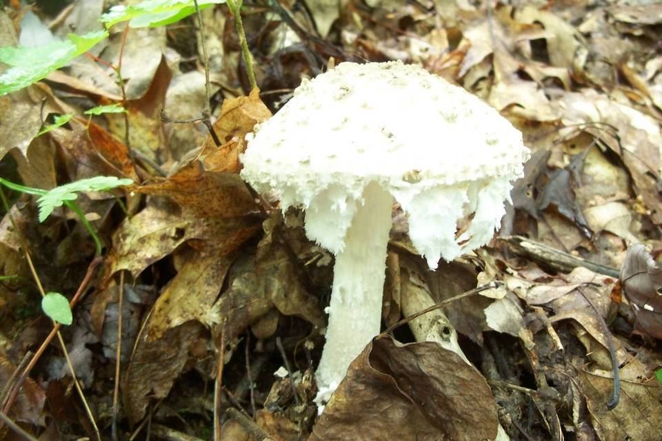 Amanita cinereopannosa image