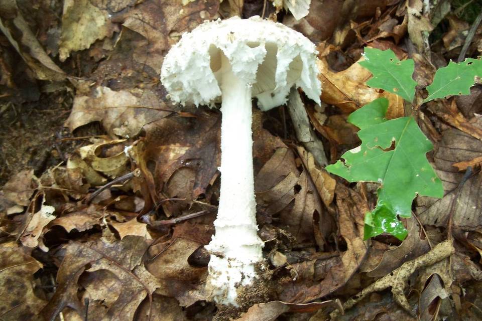 Amanita cinereopannosa image