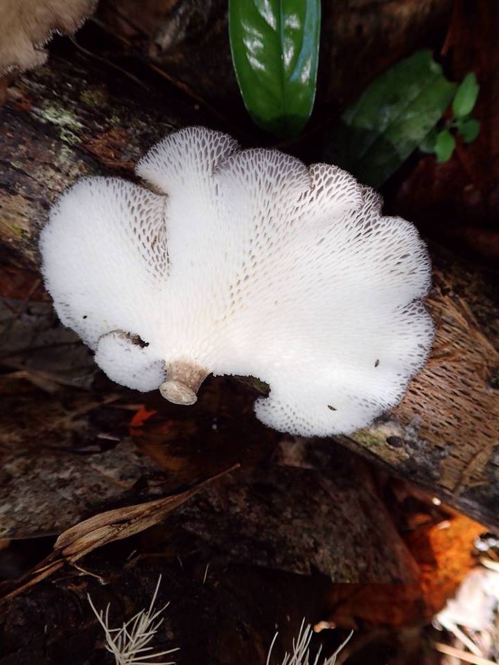 Favolus pseudoprinceps image