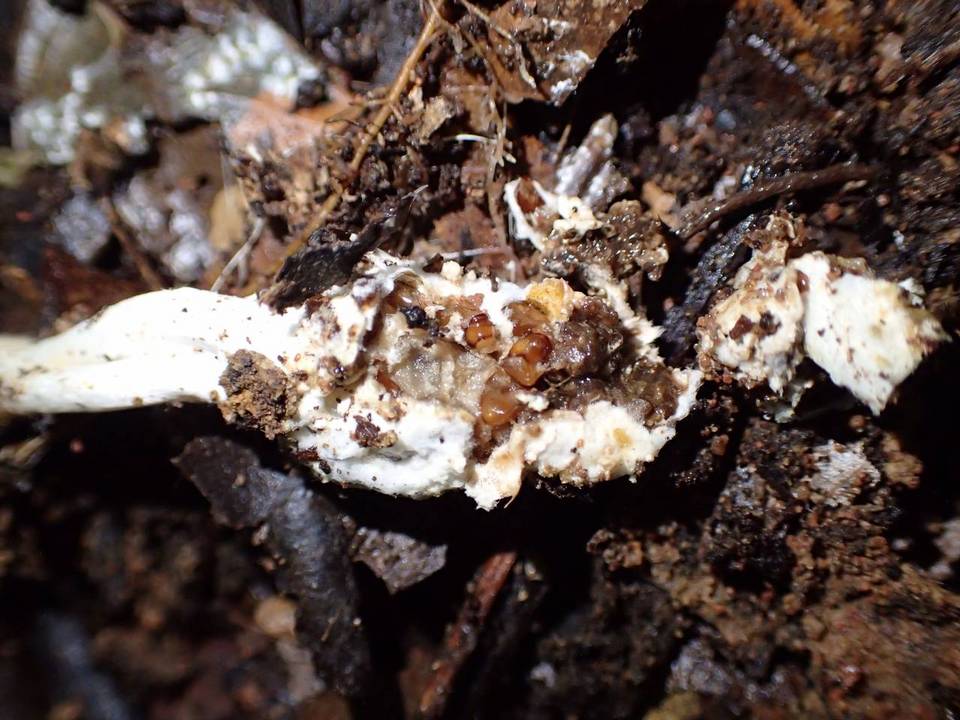 Cordyceps cylindrica image